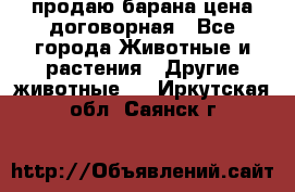 продаю барана цена договорная - Все города Животные и растения » Другие животные   . Иркутская обл.,Саянск г.